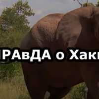 Хакимовщина 2 - Вся правда о Хакимове Хакимовщина 2 - Вся правда о Хакимове